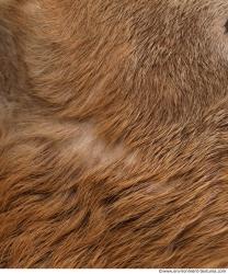 Photo Textures of Animal Skin